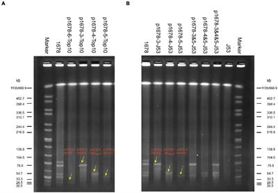 The Co-occurrence of NDM-5, MCR-1, and FosA3-Encoding Plasmids Contributed to the Generation of Extensively Drug-Resistant Klebsiella pneumoniae